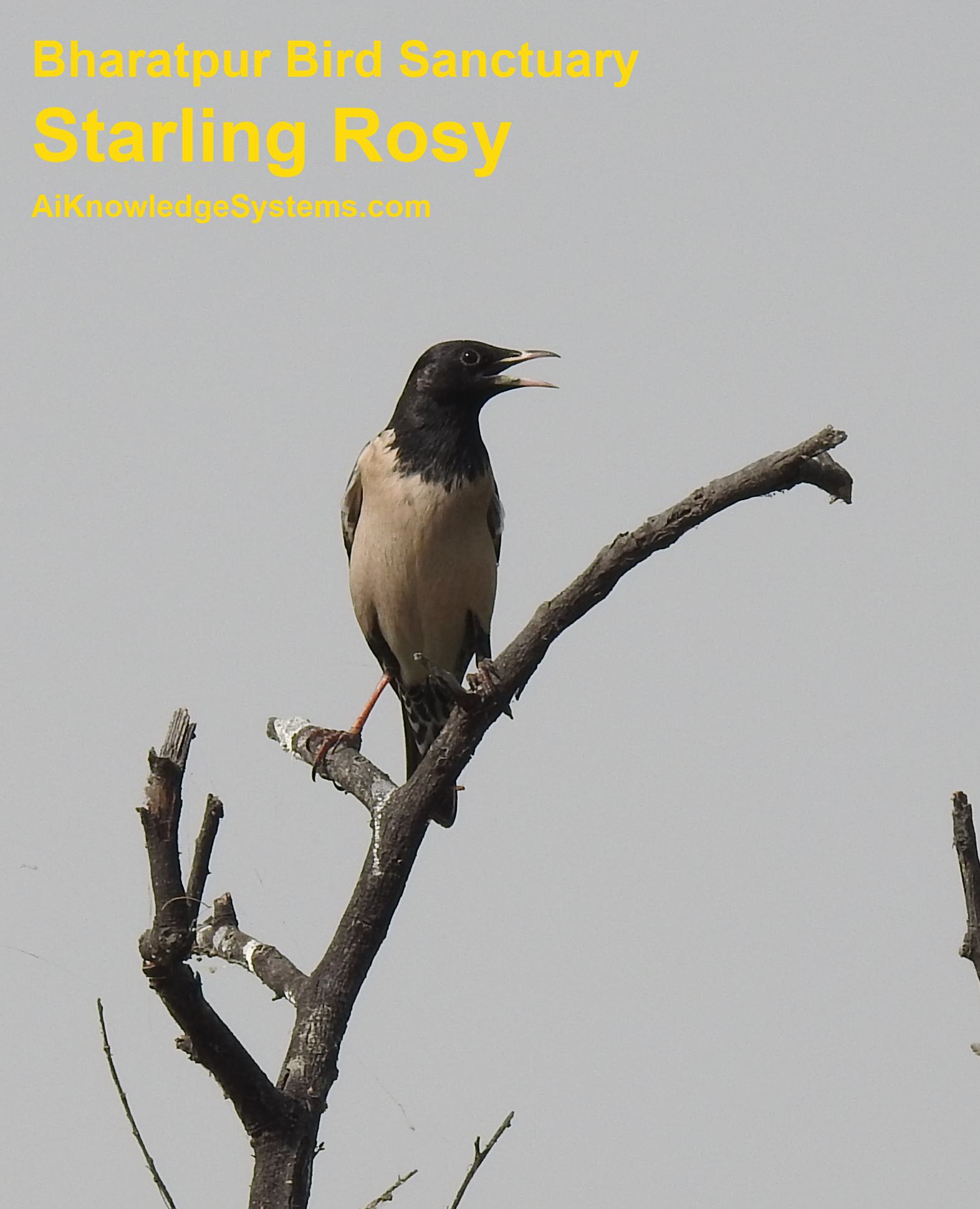 Starling Rosy (10) Coming Soon